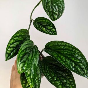 Meet your Posher, Sally